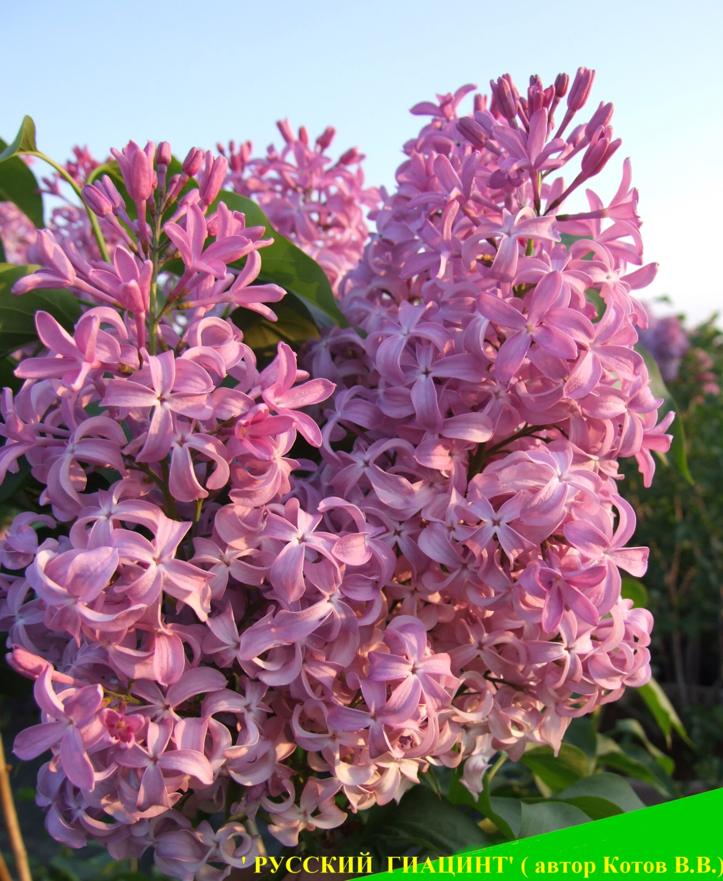 Сирень гиацинтовая Русский Гиацинт